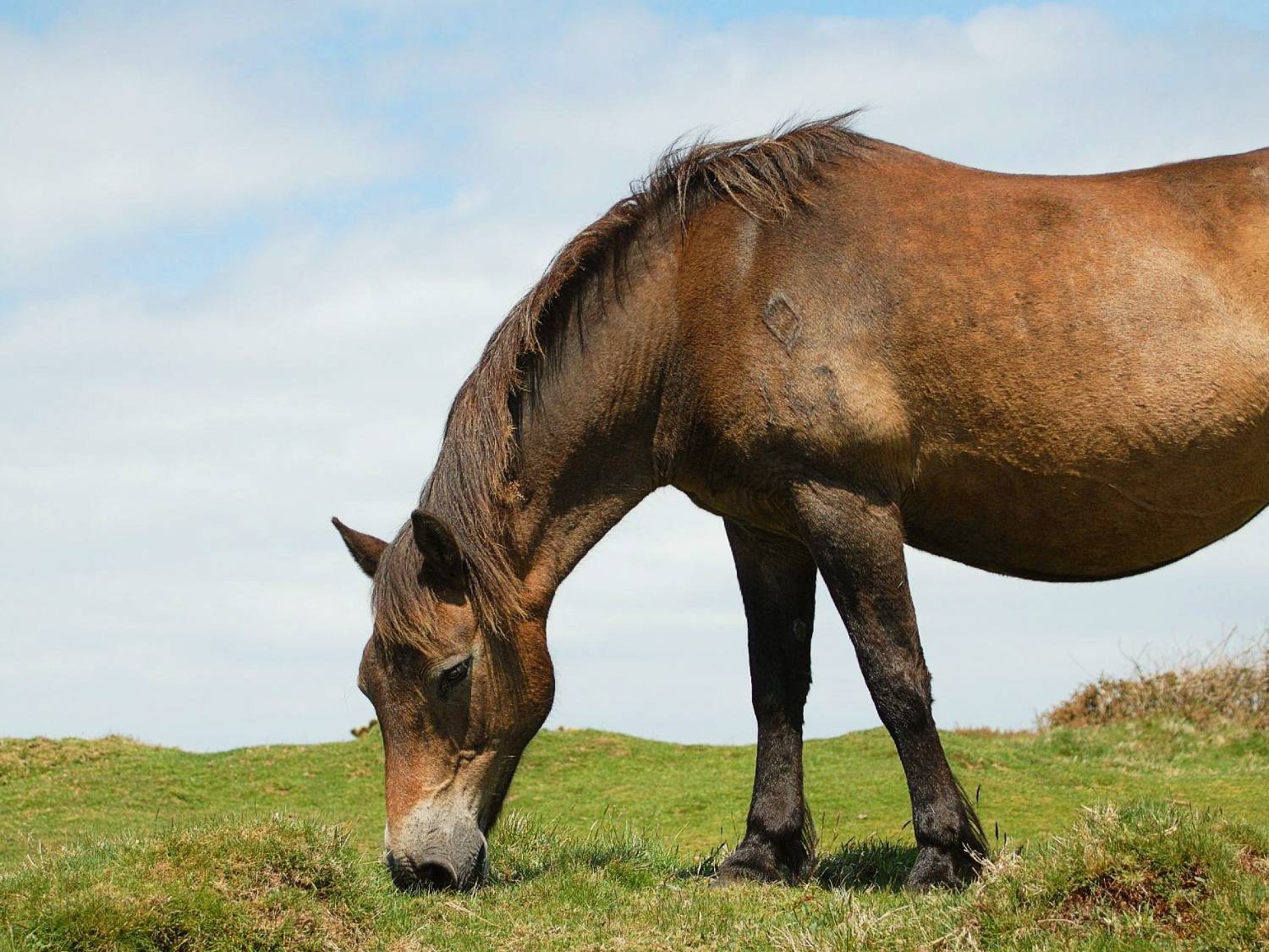 Exmoor pony grazing near Countisbury