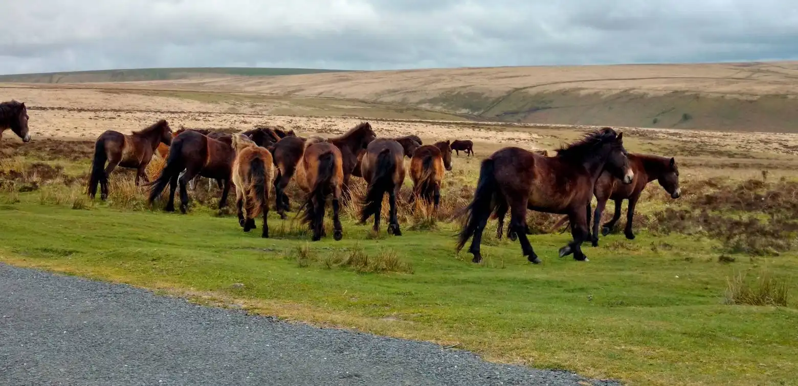 Wild Exmoor ponies on the moor North Devon