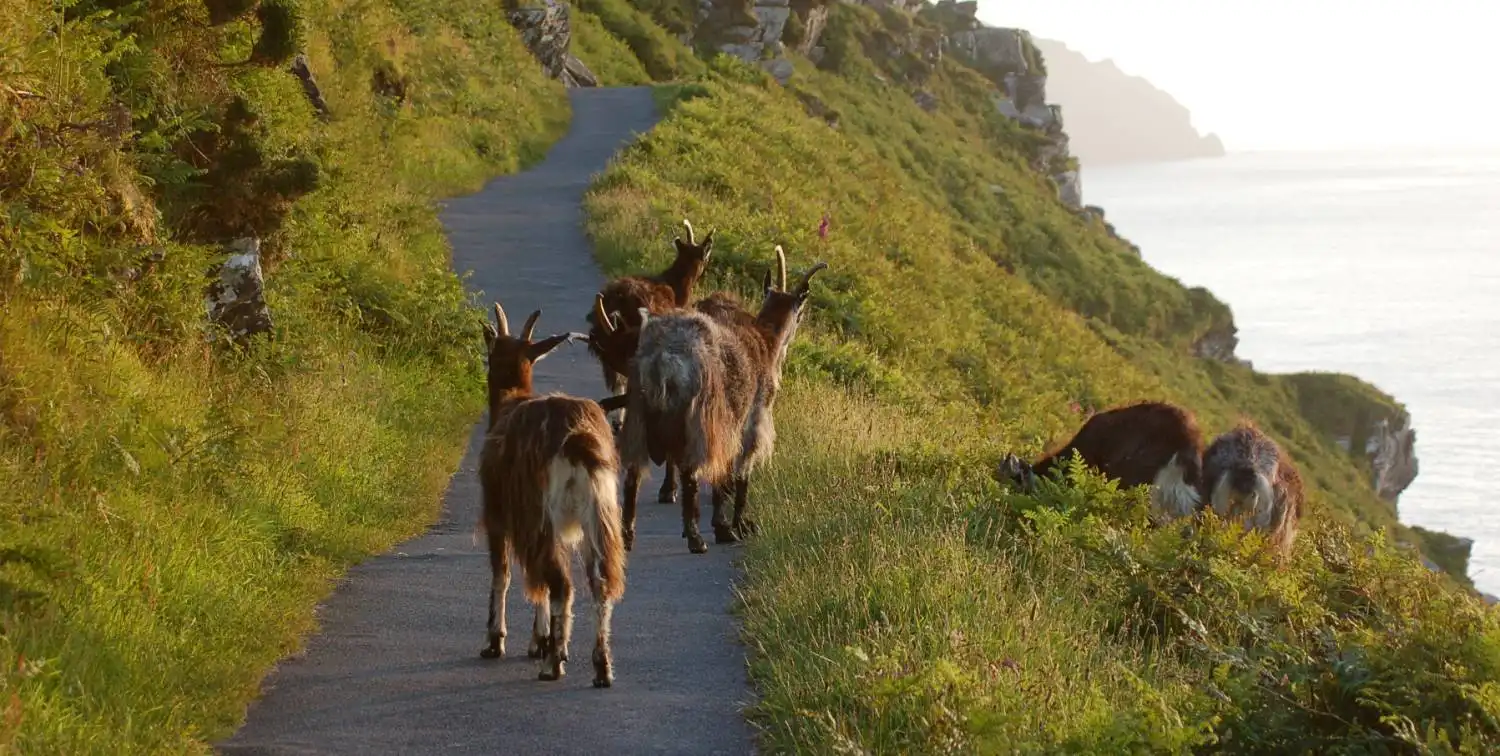 goats_on_path