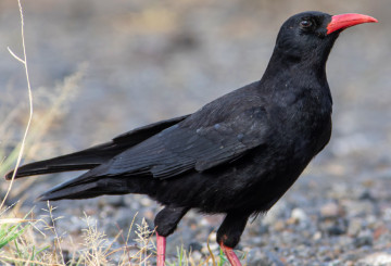 Image of a Red-billed Chough, chuff, cornish chough