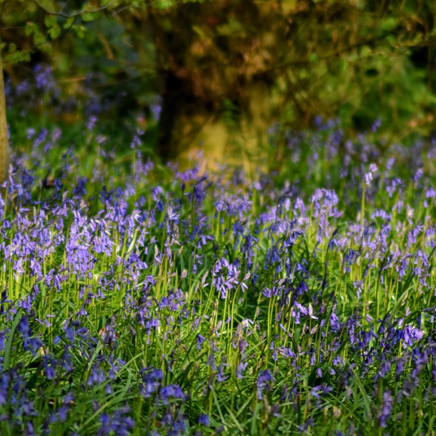 Bluebells in Spring, Hollerday Hill in Lynton