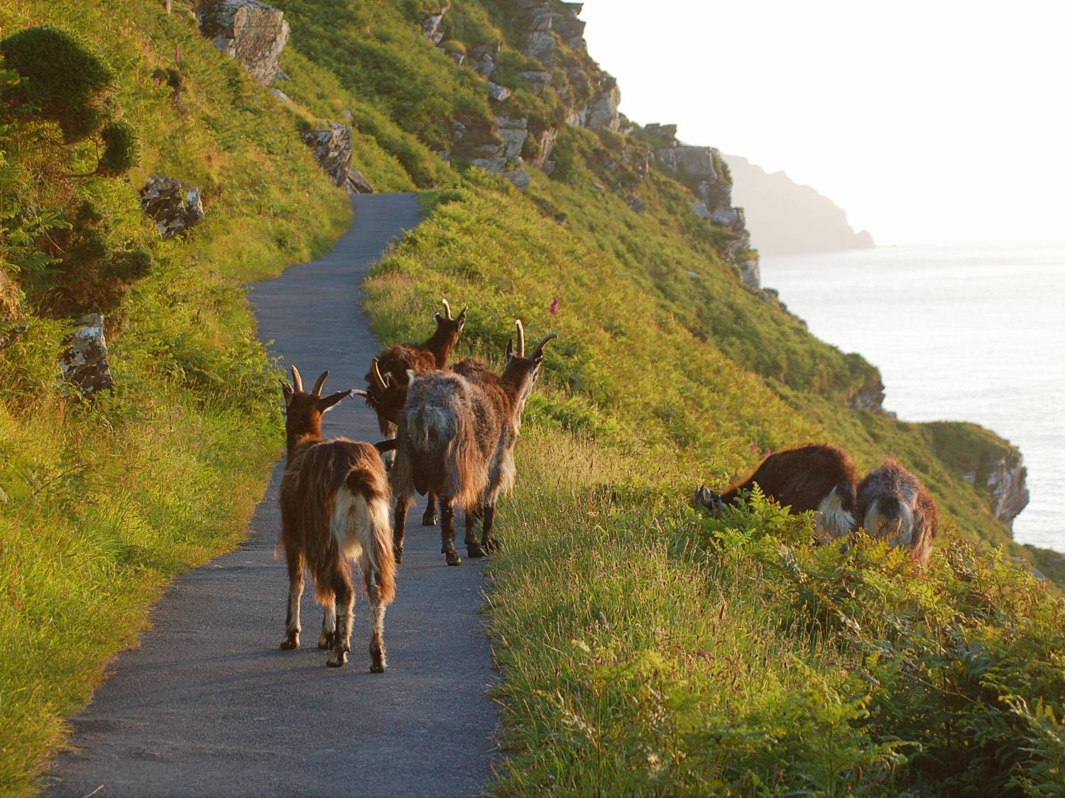 Lynton goats on the coast path to the Valley of Rocks