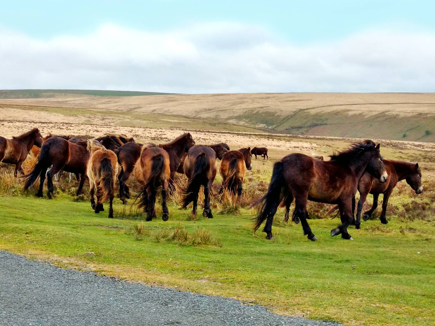Exmoor ponies on the moor near Brendon