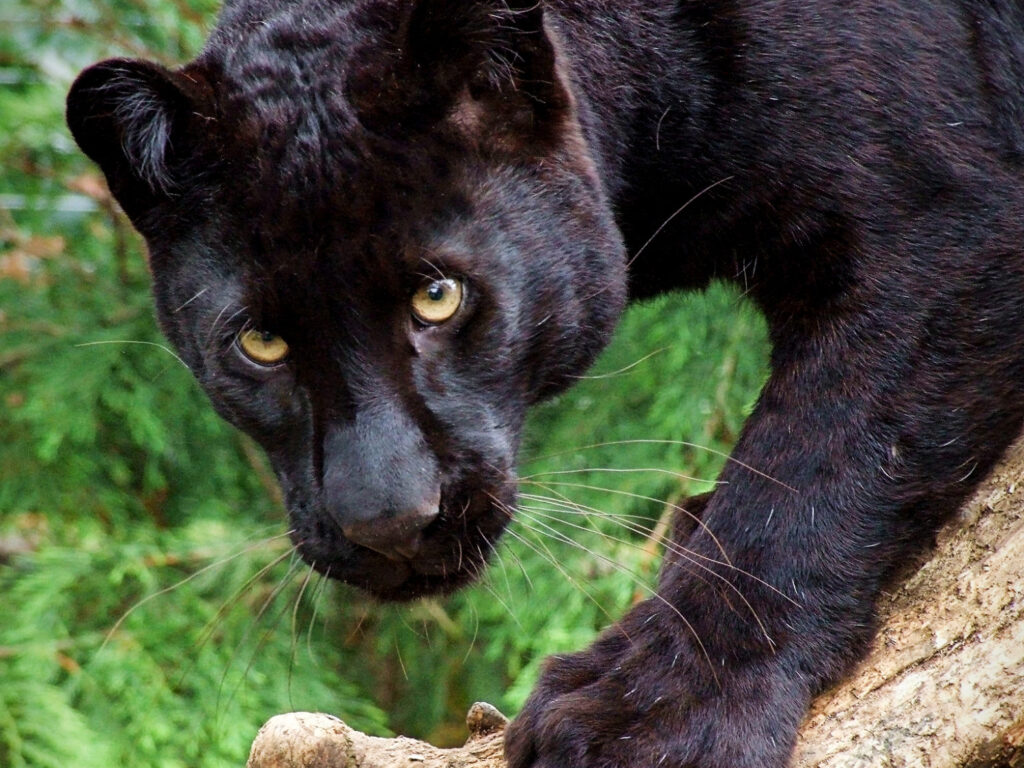 Exmoor Zoo wildlife attraction near Bratton Fleming in North Devon