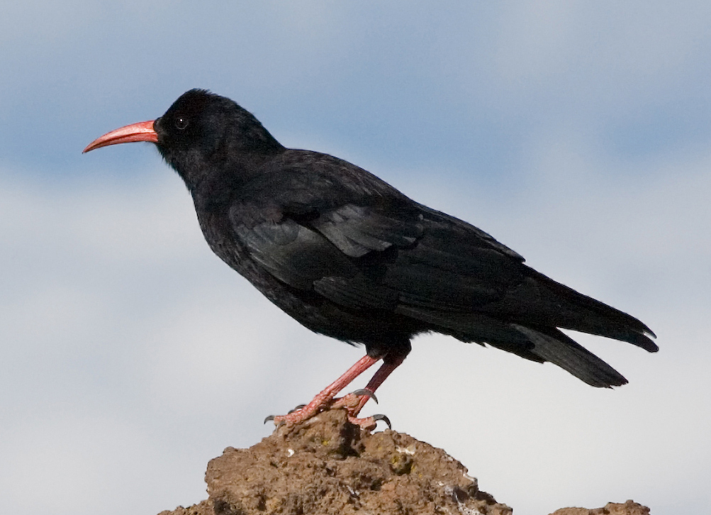 The red-billed Cornish chough (Pyrrhocorax pyrrhocorax)