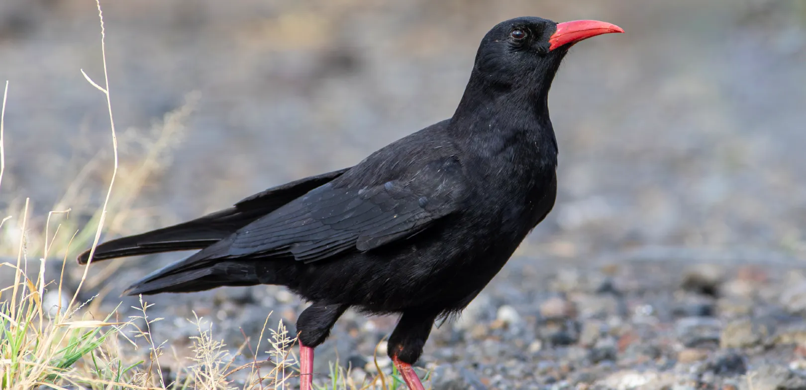 Cornish Chough (Pyrrhocorax pyrrhocorax), black bird with bright red beak and legs.